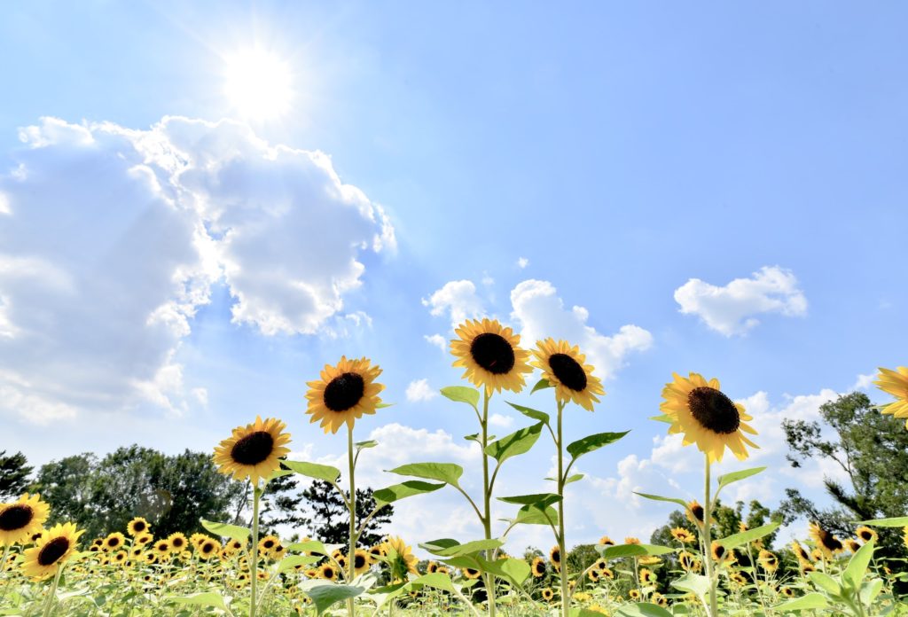 Image of sunflower field with a bright blue sky above and some fluffy white clouds.
