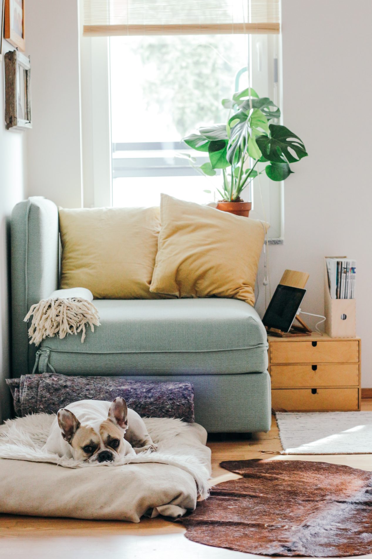 White French bulldog lying on the floor in a living room infront of a mint green chair whith light yellow cushions on it