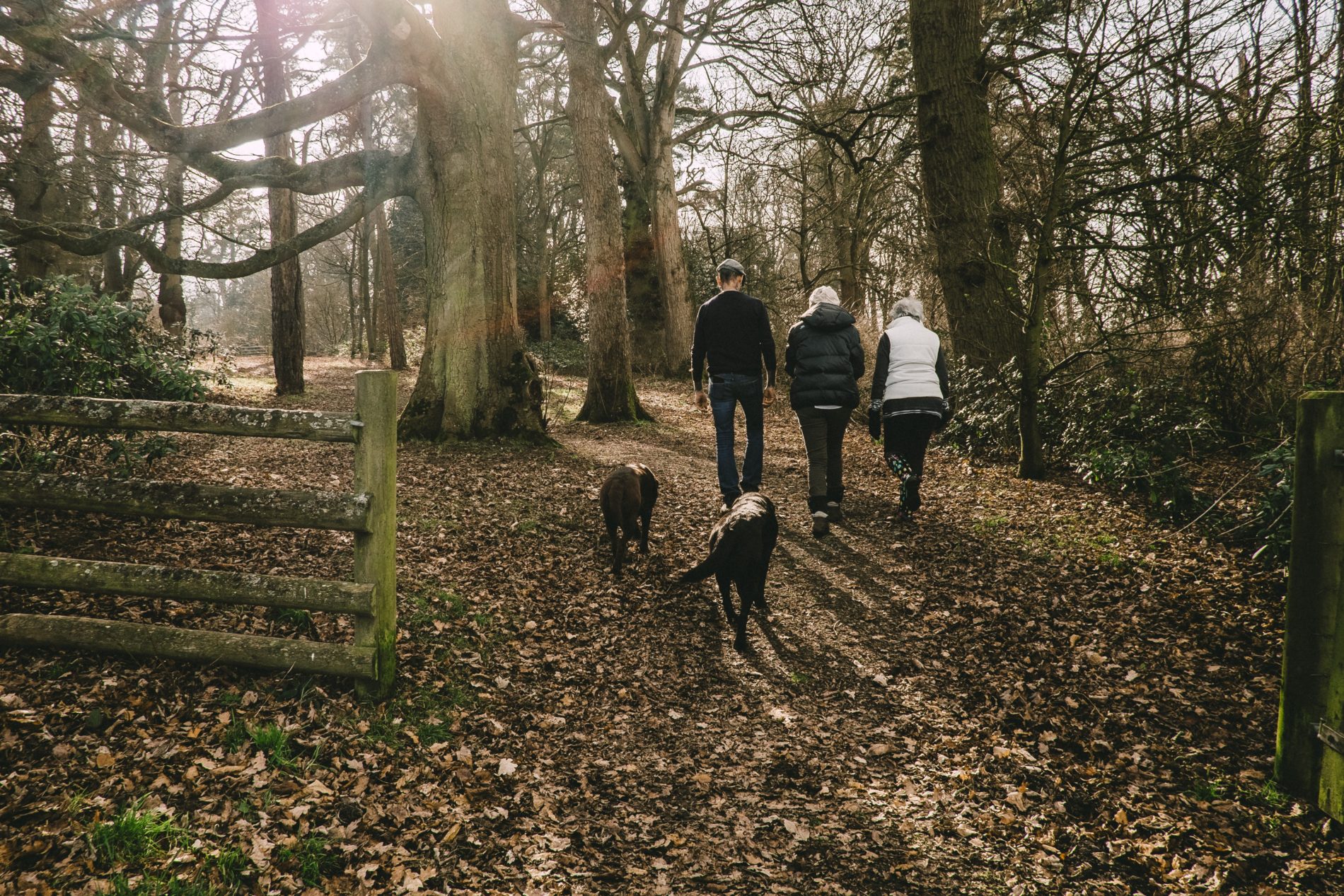 three people, two on the left wearing black jackets and one on the right wearing a white jacket with two brown dogs walking thorugh a woodland area with lots of brown fallen leaves on the ground and bare trees surrounding them