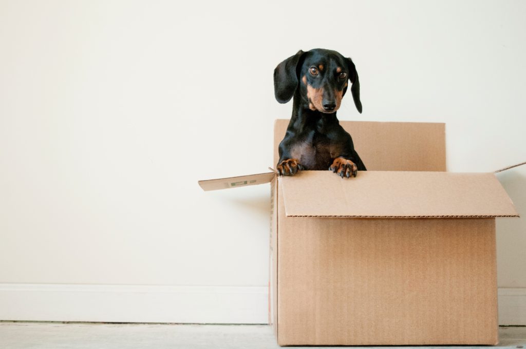 image of a black and brown dachshund in a cardboard box sticking it's head out,